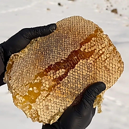 Organik petek Karakovan balı